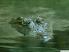 Alligator's Photo