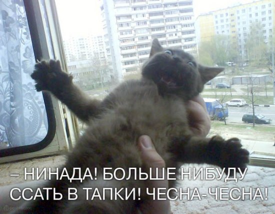 Размещенное изображение